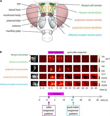 Calcium in Kenyon Cell Somata as a Substrate for an Olfactory Sensory Memory in Drosophila